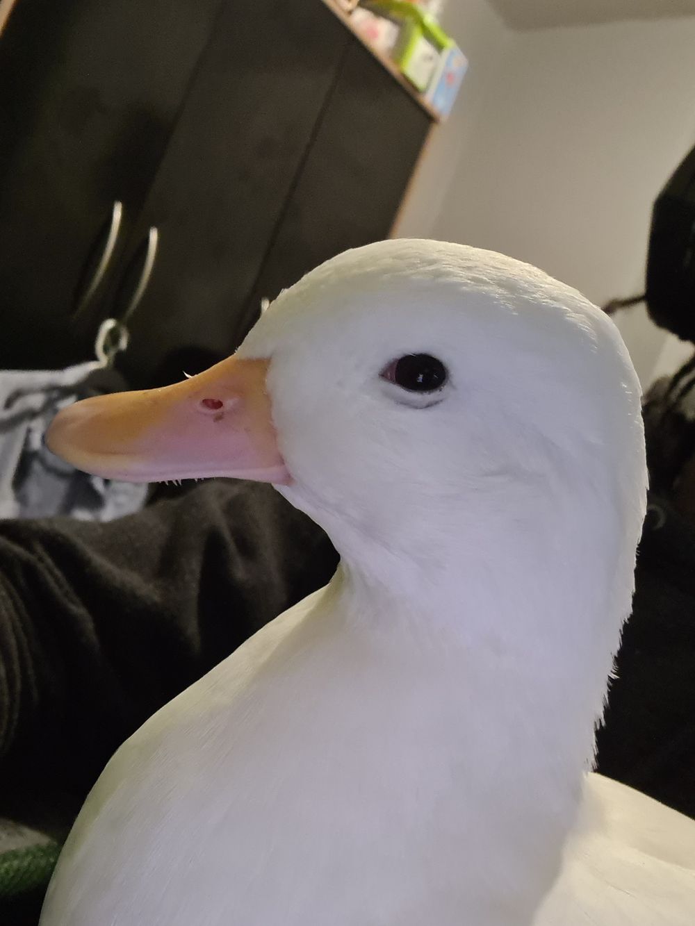 gobsterzz OnlyFans profile picture