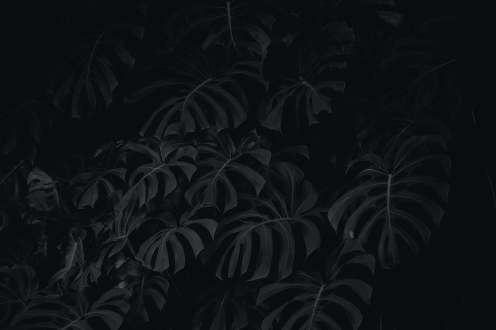 blackestwhite OnlyFans profile picture