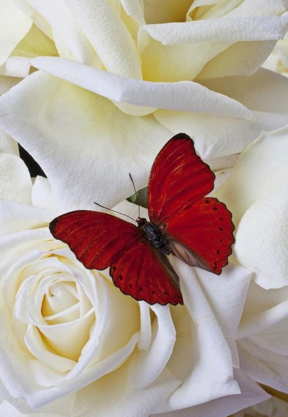 butterflygirl21 OnlyFans profile picture