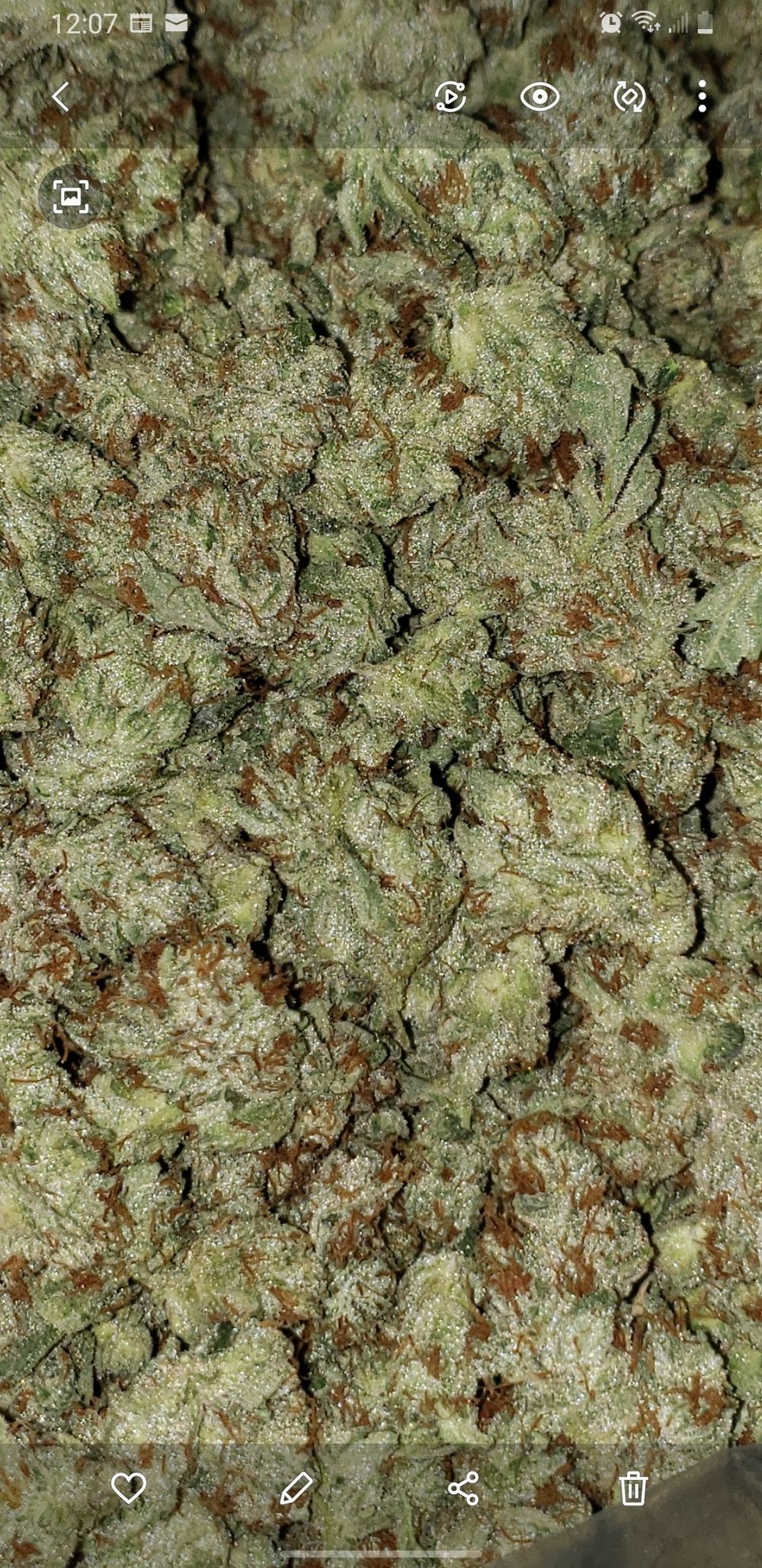 growcannabis OnlyFans profile picture