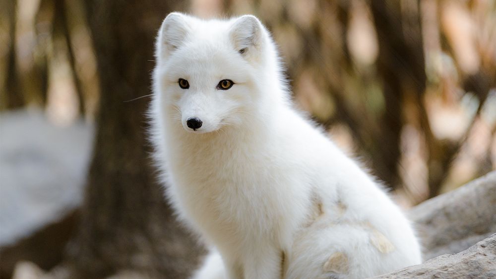 snowfox2020 OnlyFans profile picture