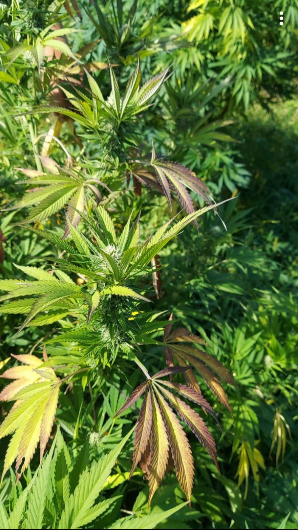 pleasure420 OnlyFans profile picture