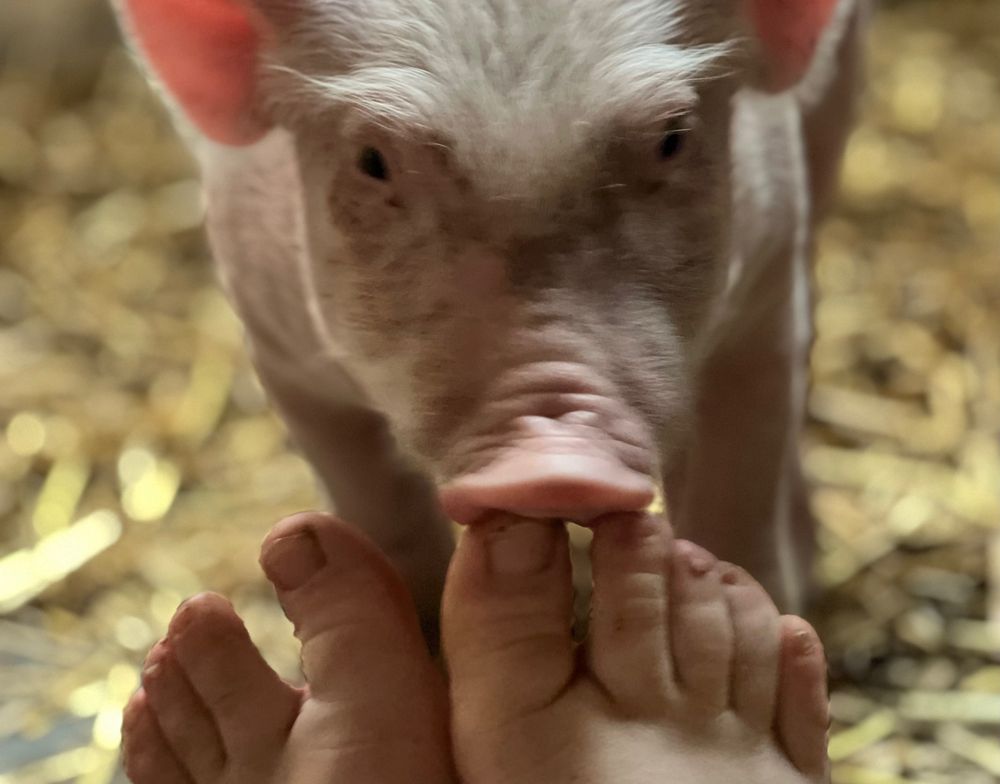 dutchfarmgirl OnlyFans profile picture