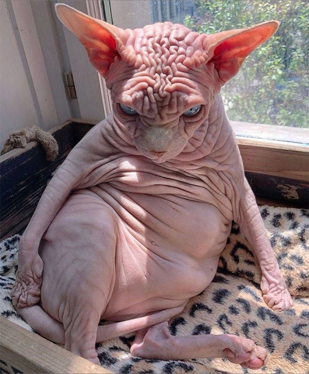 kipperhair OnlyFans profile picture